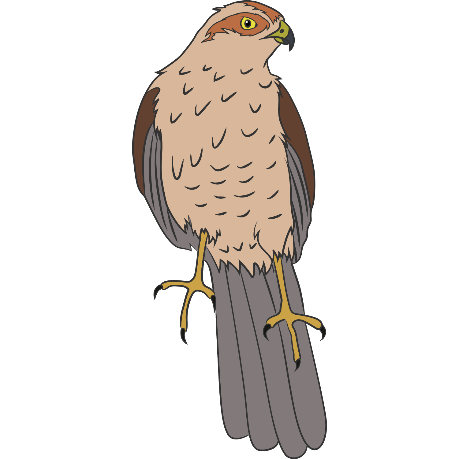 GAVILAN