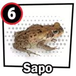 RANA