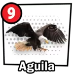 ÁGUILA