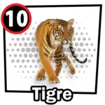 TIGRE