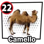 CAMELLO