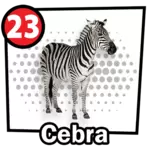 CEBRA