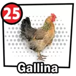 GALLINA