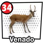 VENADO