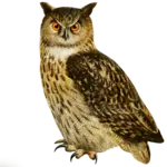 BUHO