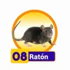 RATÓN
