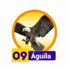 ÁGUILA