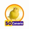 CANARIO