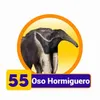 OSO HORMIGUERO