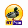 PATO
