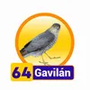 GAVILAN