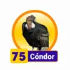CONDOR