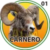 CARNERO