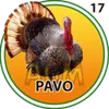 PAVO