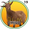 CHIVO