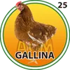 GALLINA