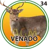 VENADO