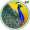 PAVO REAL