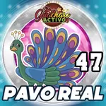 PAVO REAL