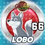 66