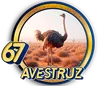AVESTRUZ