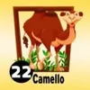 CAMELLO