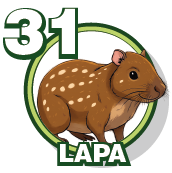 31