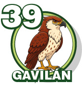 GAVILAN