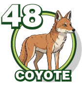 COYOTE